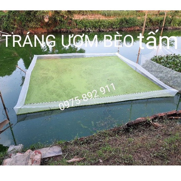 Tráng , vèo , lồng ươm bèo cám - kích thước to