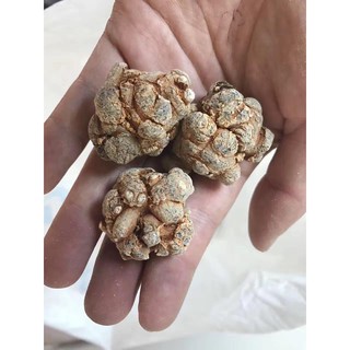 2 lạng củ tam thất bắc các loại cỡ 50-60-70 củ/kg