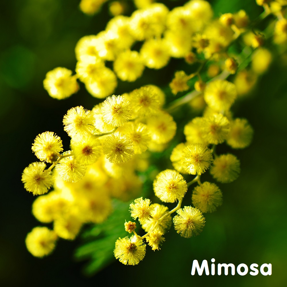 Tinh dầu hoa Mimosa Essential Oil