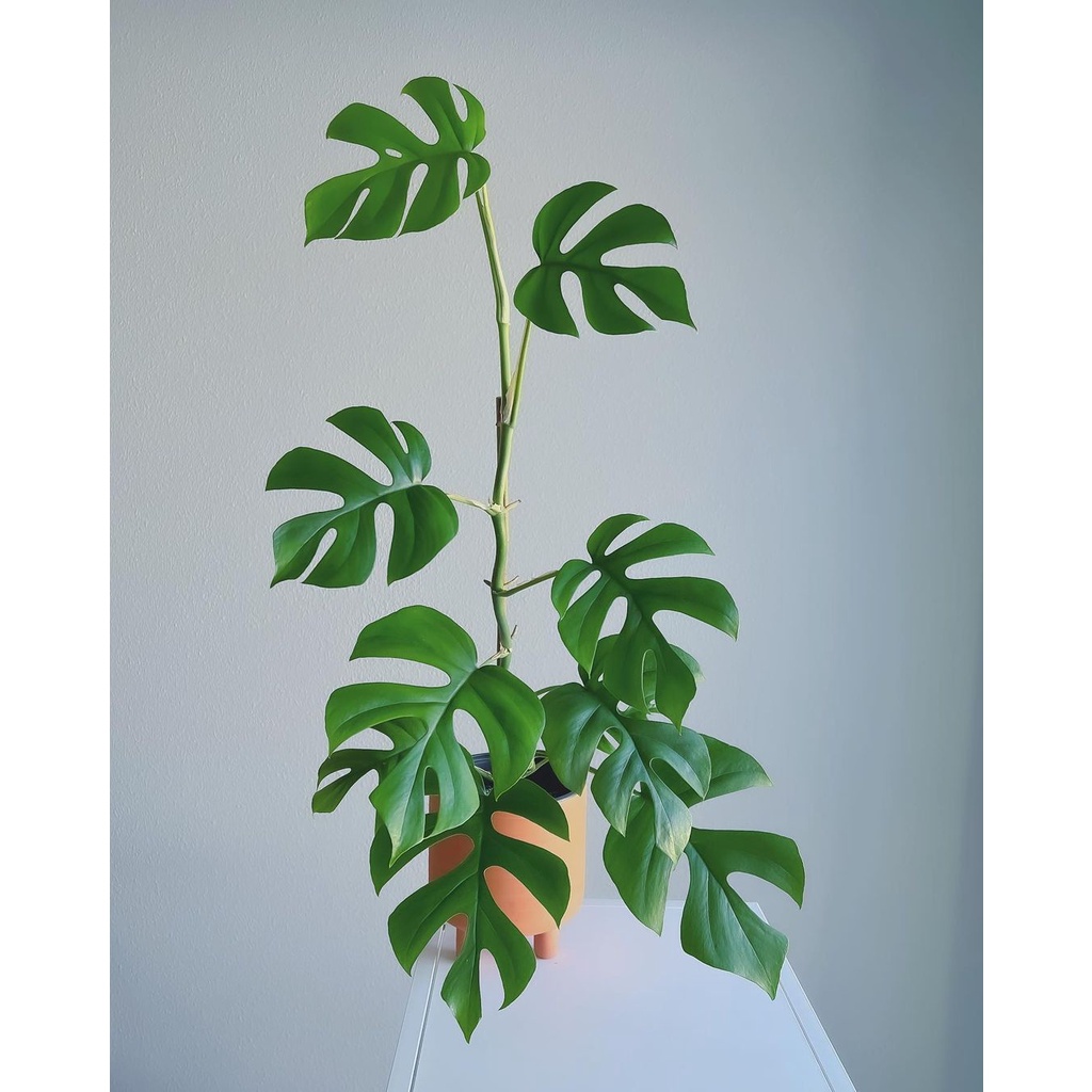 Cây Mini Monstera - Mini mons form Thái - Trầu bà leo Rhaphidophora Tetrasperma - Trầu bà Minimons Thái Lan