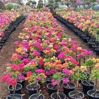Hoa Giấy Thái nhiều màu cành leo rũ, gốc to 3 đến 4cm, cao 70cm