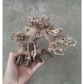 Lũa gỗ bonsai cỡ vừa trang trí bể cá