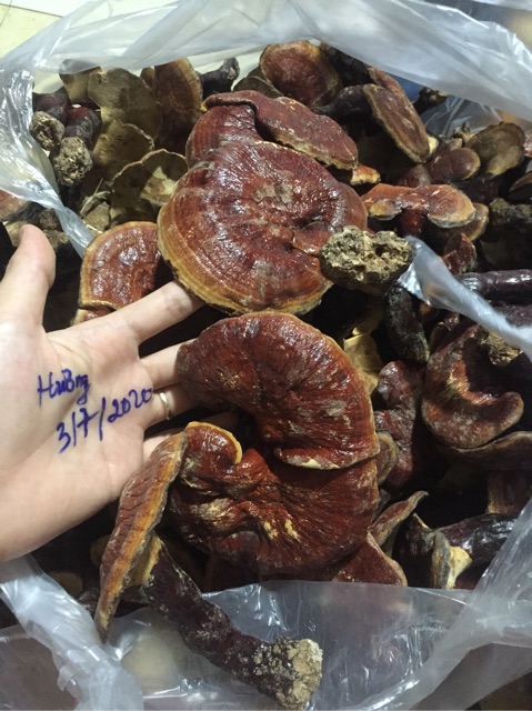 250G-500G NẤM LIM XANH - Trồng bán tự nhiên