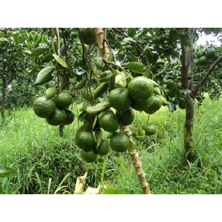 CÂY GIỐNG CAM SÀNH MIỀN NAM SIÊU NGON SIÊU QUẢ- CAM KÊT GIỐNG CHUẨN F1