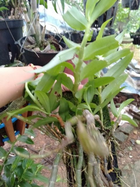 Hoa phong lan long tu xuân hoa tết bảng thuần vườn