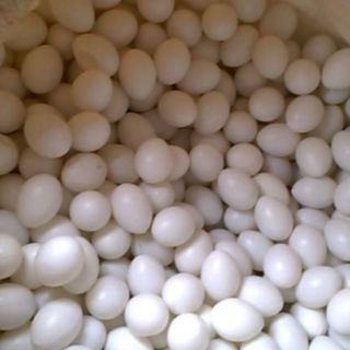 Trứng bồ câu giả