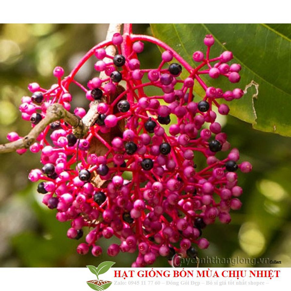 Hạt giống nho hồng Châu Á- Showy Asian Grapes 10 hạt