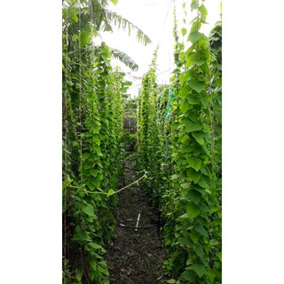 4 cây giống Sương Sâm lông/Hạt giống
