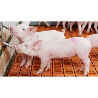 Vòi Núm Uống Nước Tự Động cho Lợn ( Heo)