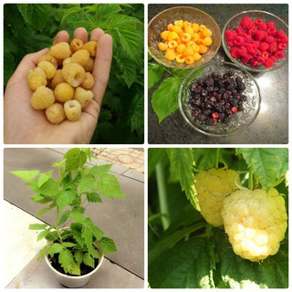 --- Hạt giống quả mâm xôi (đen, đỏ, vàng) 30 hạt/ gói chất, giá rẻ.