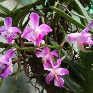 Phong lan quế tím