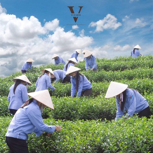 Trà Olong Cám Cầu Đất gói 250g | BigBuy360 - bigbuy360.vn