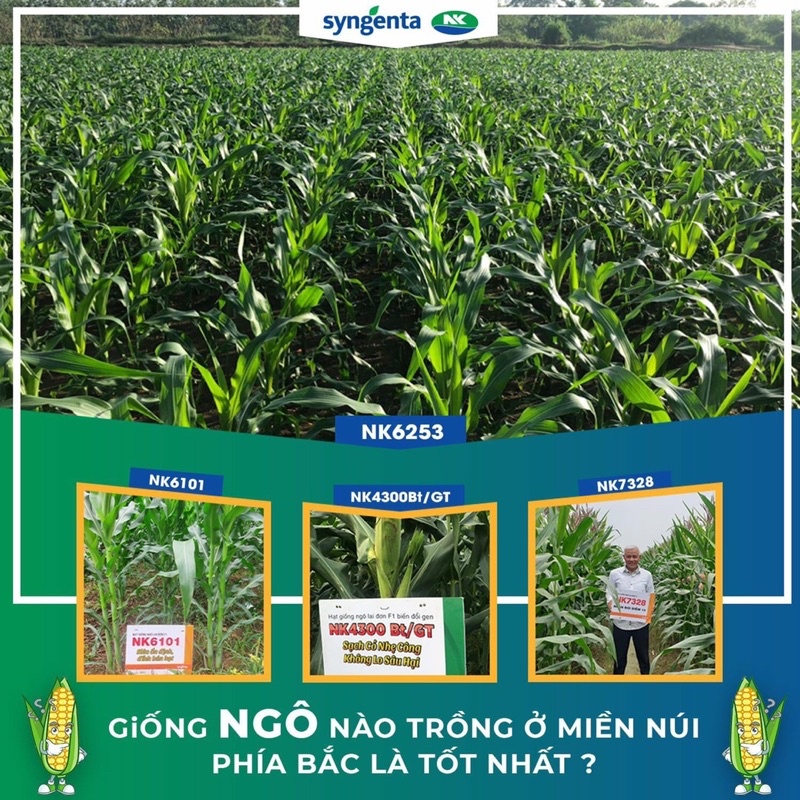 GIỐNG NGÔ LAI F1 NK6253 SYNGENTA GÓI 1KG