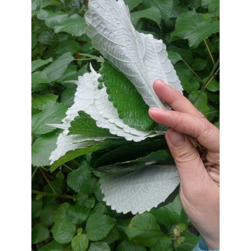 Củ gai tươi an thai 1kg hà nội