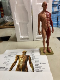 Mô hình giải phẫu cơ