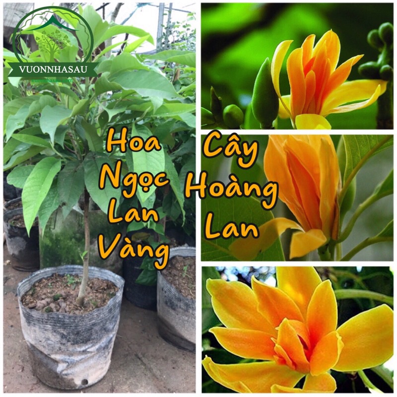 Hoa Ngọc Lan Vàng - Hoàng Lan cây cao 1m