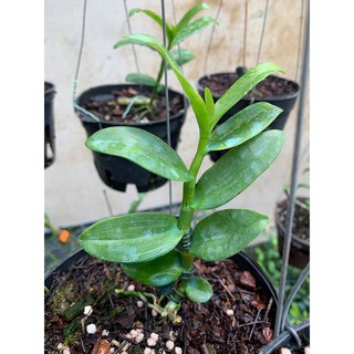 hoa lan giả hạc 5ct HO