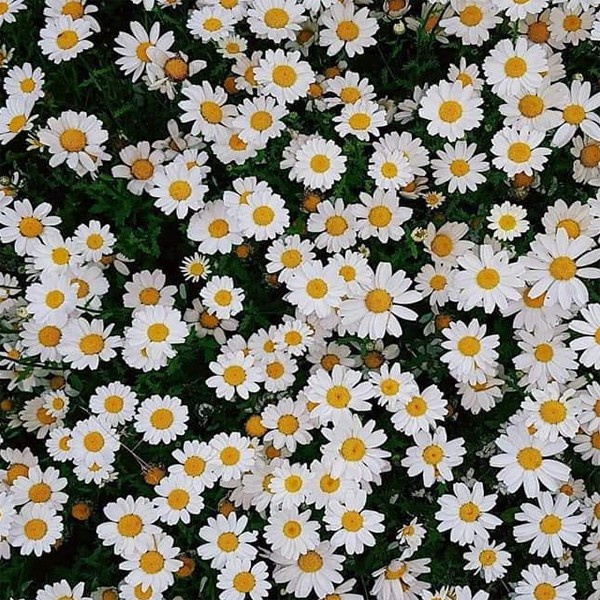 Hạt Giống Hoa Cúc Họa Mi F1 Loại Siêu Dễ Trồng Hoa Nở Đẹp Kháng Sâu Bệnh [ gói 50gram,100gram,200gram ]