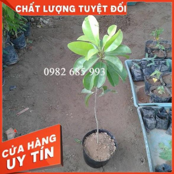 Hồng Xiêm Xoài - Hồng Xiêm Xuân Đỉnh (Sapôchê) giống ghép chỉ 1 năm ra quả