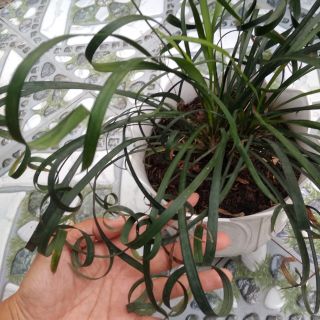 Ngải mọi... loại ngải khéo khách.