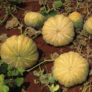 2g Hạt giống bí đỏ trái tròn