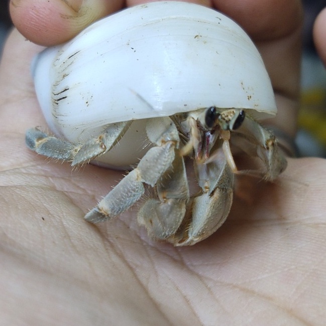 Combo mô hình albino màu ngẫu nhiên kích thước tùy chọn