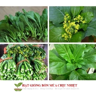 Hạt giống Cải Ngồng Mập Giống Mới Thân To Ngọt Đồng Đều Kháng Bệnh CHÍNH HÃNG