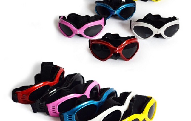 MẮT KIẾNG CÚN MÈO