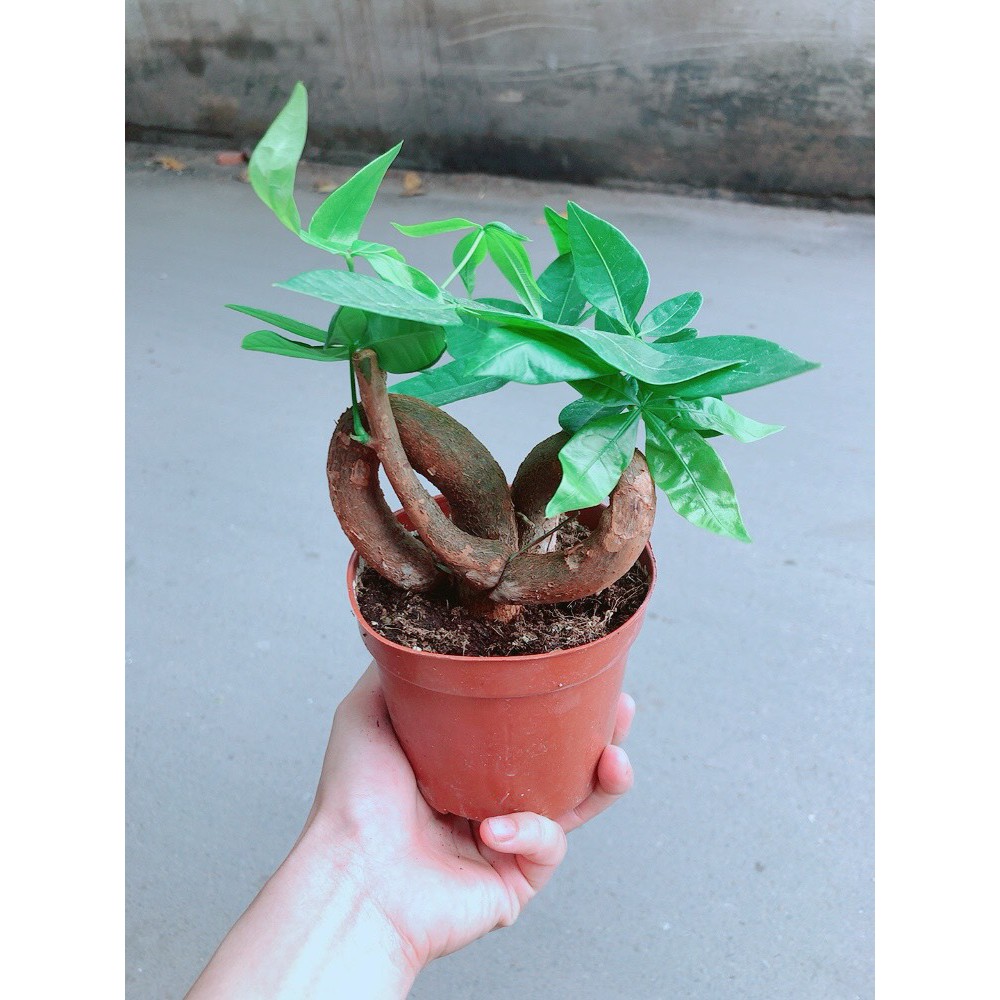 Chậu kim ngân nơ