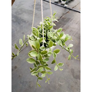 Lá HẠT DƯA CẨM THẠCH chậu treo