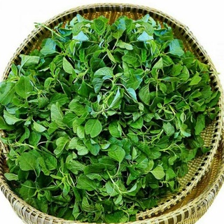 Hạt giống rau dền cơm hn168, dễ trồng, dinh dưỡng cao - gói 10g