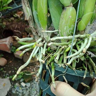 Lan Cattleya hoa sổ chậu lớn sắp hoa