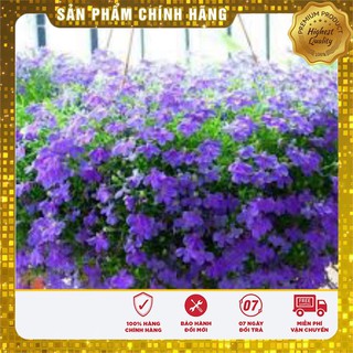 HẠT GIỐNG HOA CÚC LÁ NHO LOBELIA