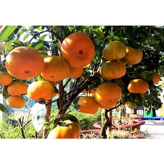 Cây Giống Quýt đường ( quýt ngọt)
