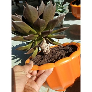 Sen Đá Nâu gốc thụ size đại