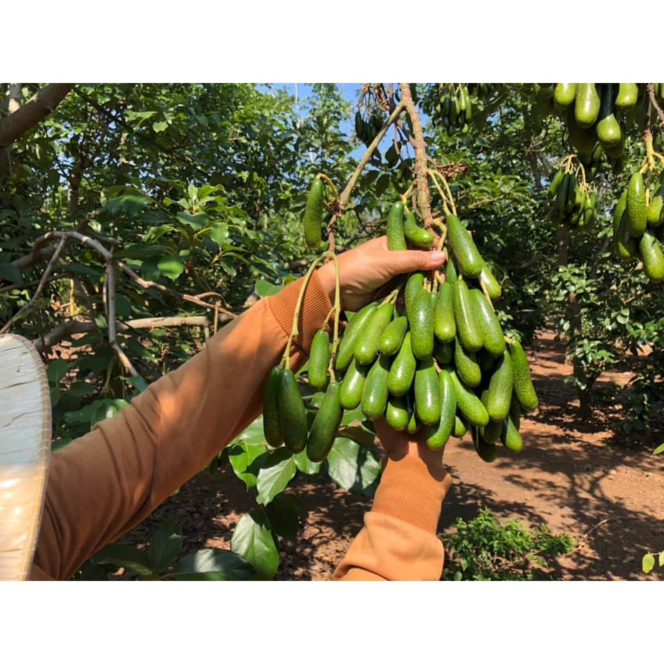 CÂY GIỐNG BƠ KHÔNG HẠT