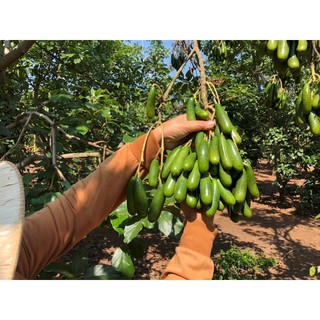 CÂY GIỐNG BƠ KHÔNG HẠT