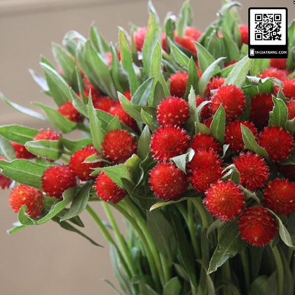 Hạt giống cúc bách nhật đỏ