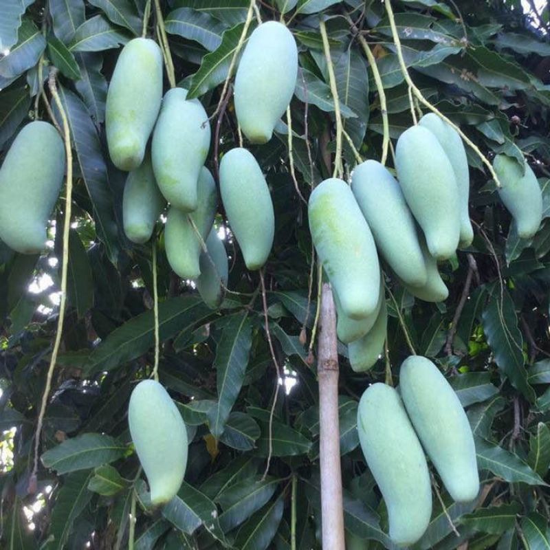 Cây giống Xoài Thái_Cây cao 80-100cm_Cây ghép khỏe đẹp cho trái sau 2 năm trồng