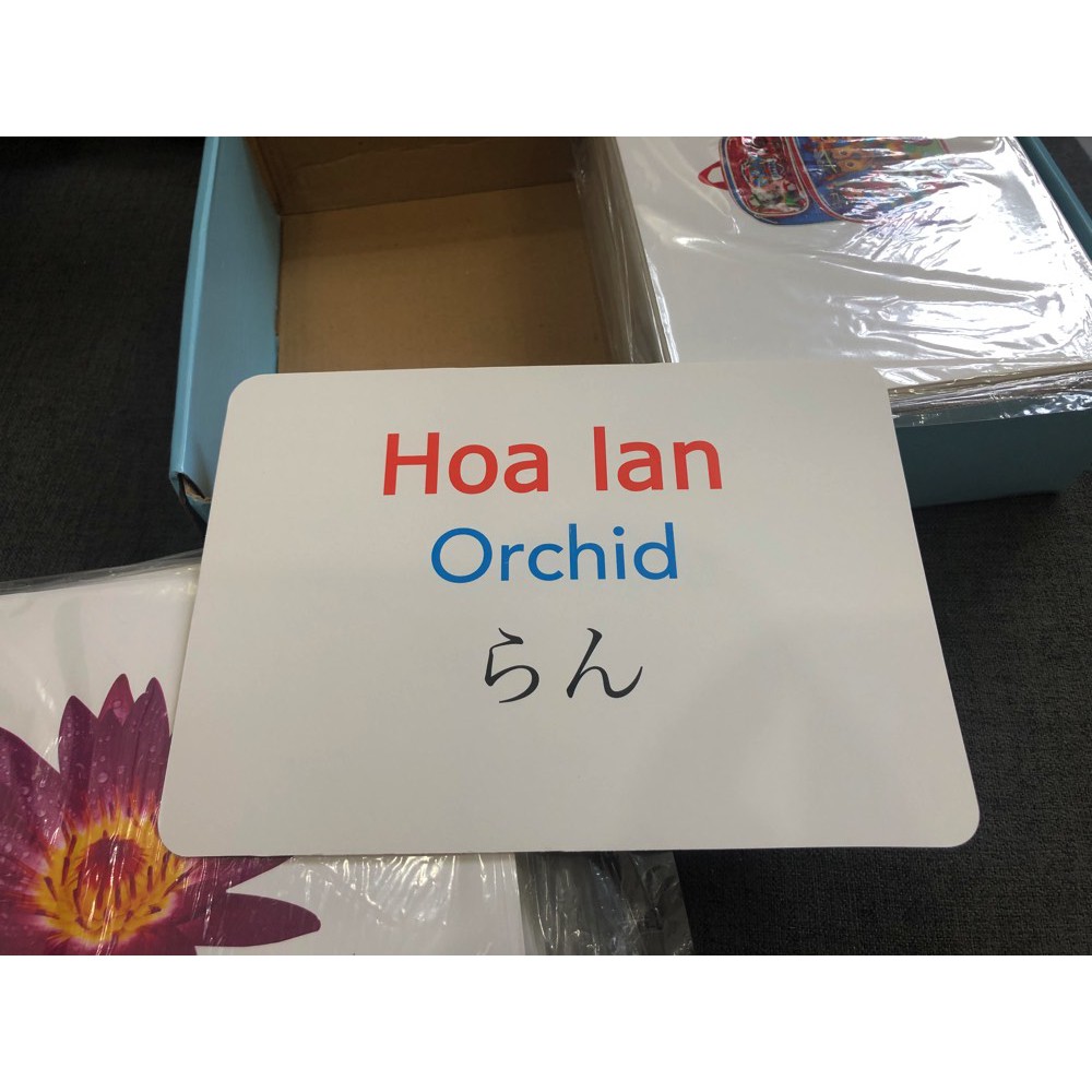 Bộ Flashcard thế giới xung quanh Glenn Doman 280 thẻ