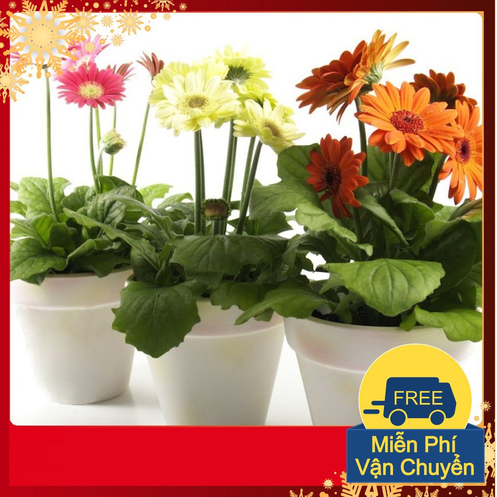 Hạt Giống Hoa Đồng Tiền Mix