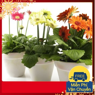 Hạt Giống Hoa Đồng Tiền Mix