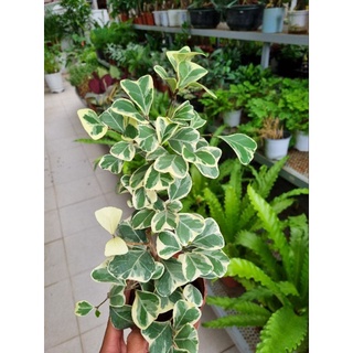 Cây bàn cẩm thạch - Ficus triangularis