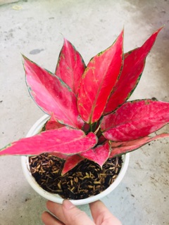 HỒNG PHÁT LỘC