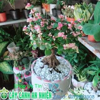 Chậu Cây Cành Vàng Lá Ngọc