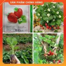 HẠT GIỐNG DÂU TÂY LUCKY GÓI 100 HẠT
