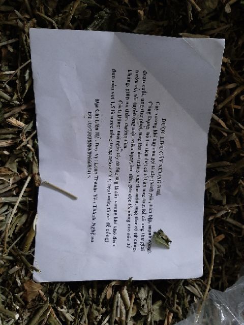 Cây bìm bip (xương khỉ 1 kg) | BigBuy360 - bigbuy360.vn