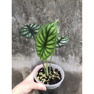 Cây giống alocasia dragon scale, cây đã trồng thuần và tách từ cây mẹ tại VN