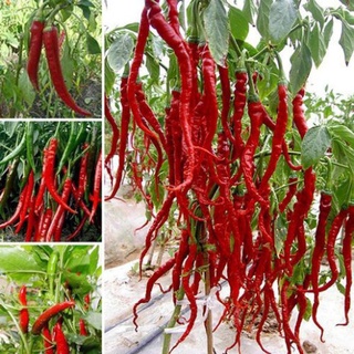 Hạt giống ớt siêu cay