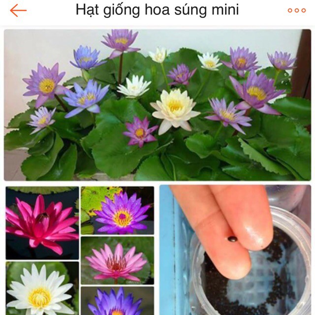 Hạt giống bông súng mini mix - Sen Nhật Mini 5 màu tuyệt đẹp